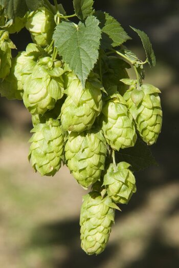 De werkstof Hop